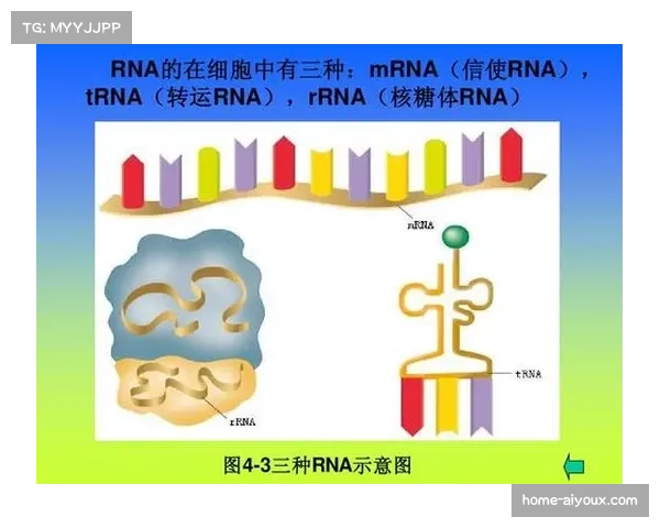 雷加塔斯混合阵型3-4-2-1变阵分析 防守稳定性与快速转换的平衡点